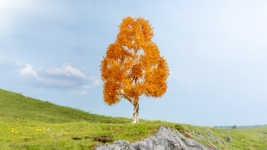 Noch 20129 - H0 - herbstliche Birke, 21 cm